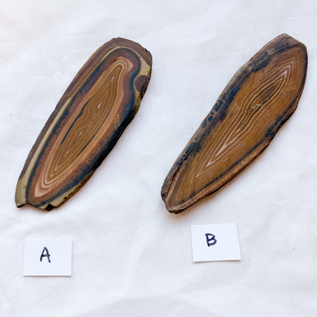 Stromatolite fossillized crystal slice
