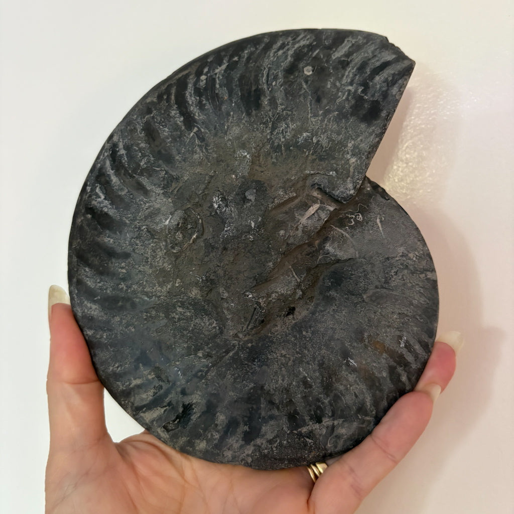 Black Ammonite shell crystal half