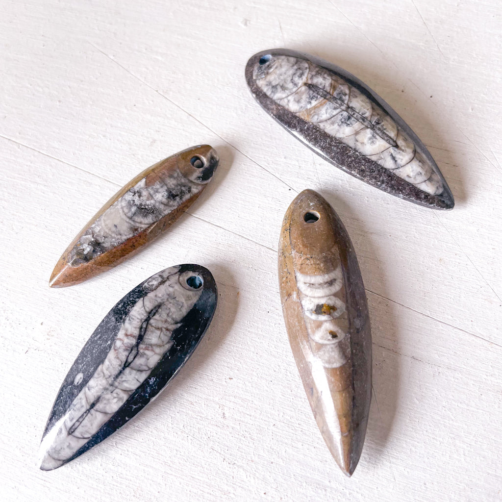 Orthoceras fossil crystal pendant