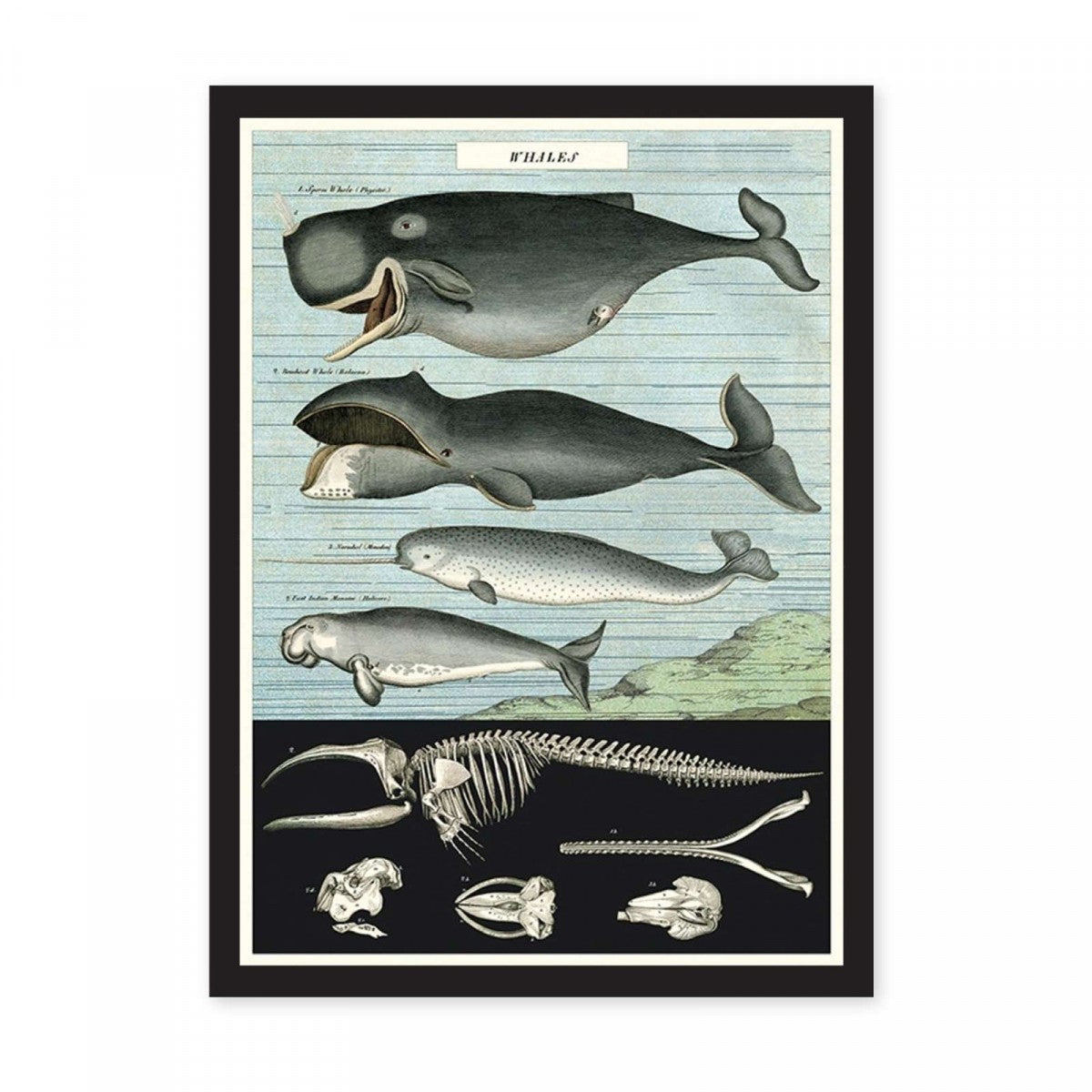 Captains whale chart poster print