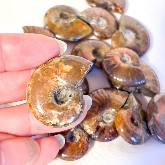 Whole polished ammonite shell crystal