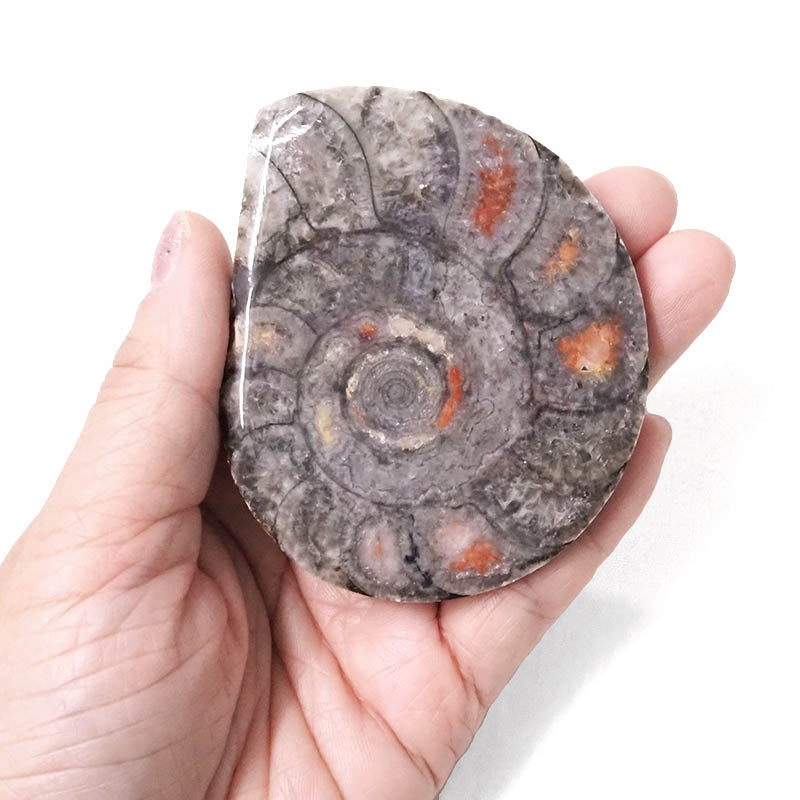 Ammonite shell crystal polished