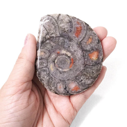 Ammonite shell crystal polished