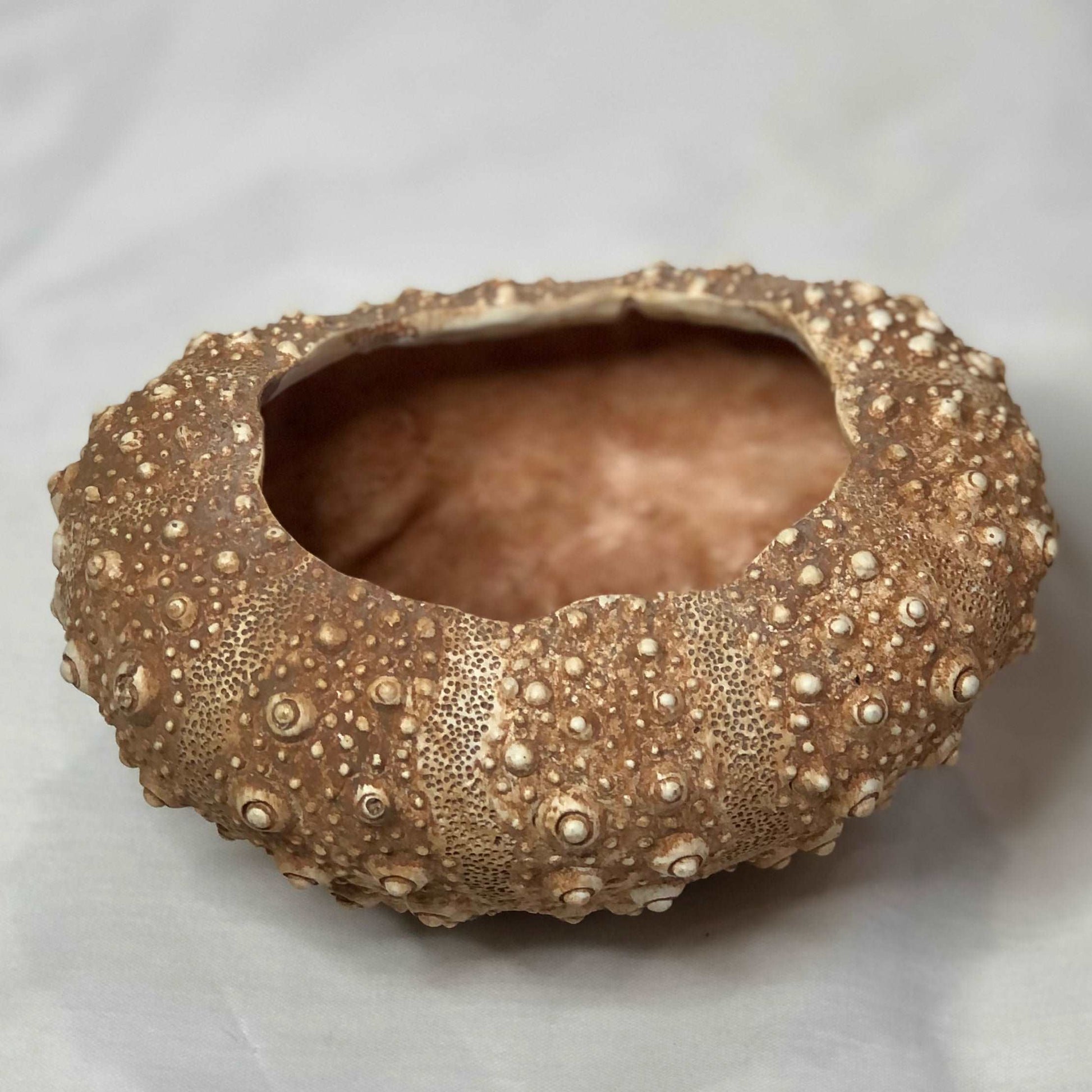 Coastal vibes sea urchin vase
