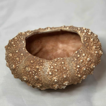 Coastal vibes sea urchin vase