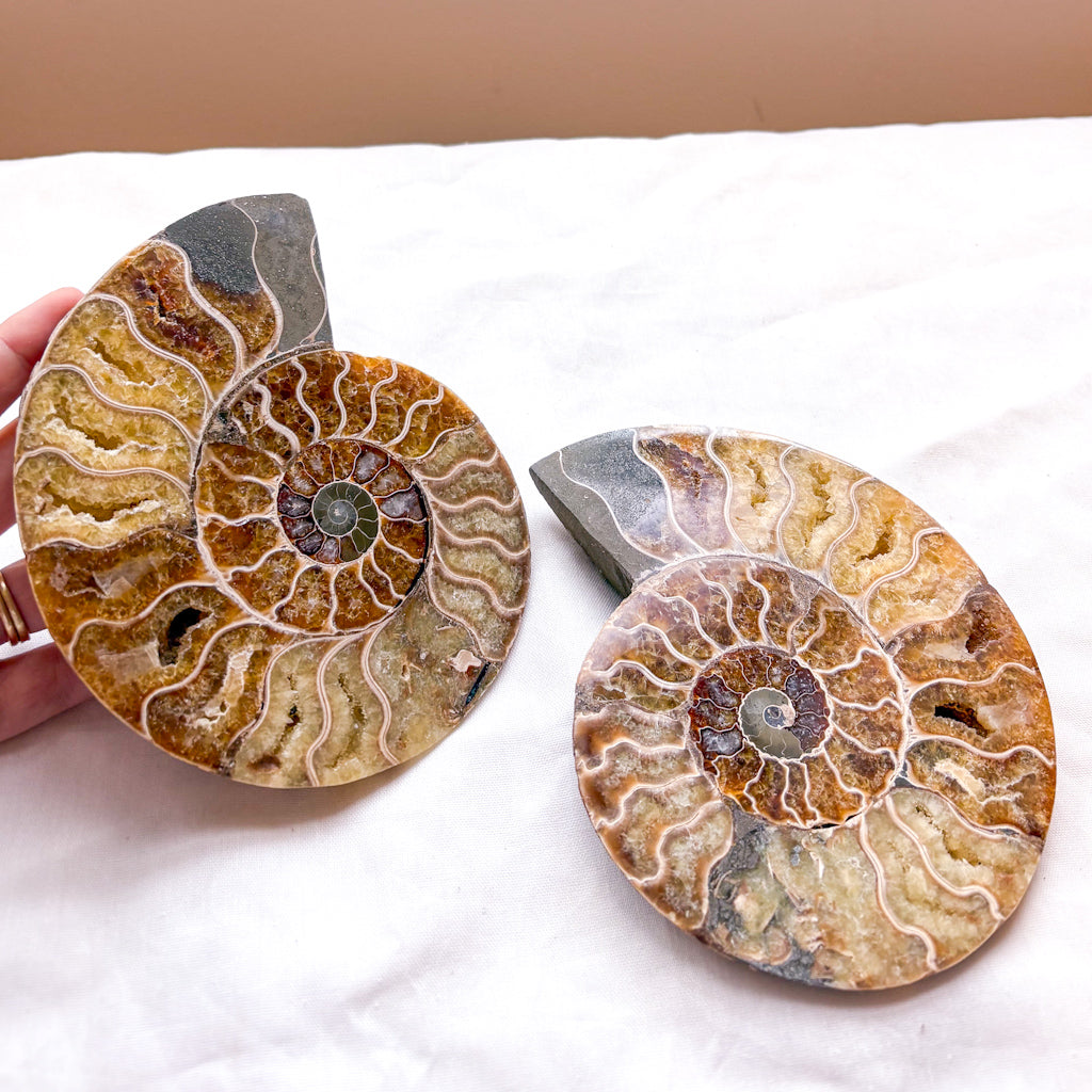 Ammonite shell crystal - XL half
