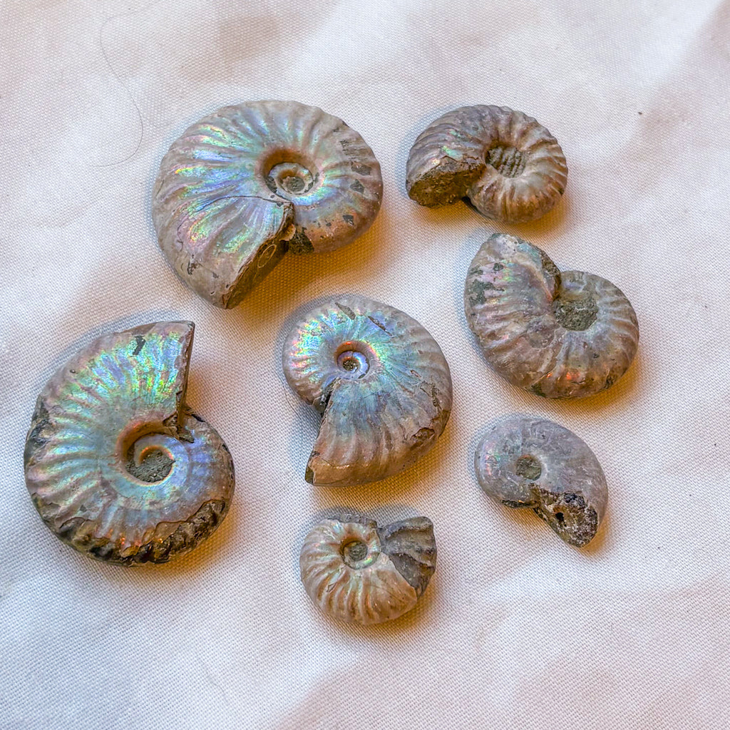 Whole polished silver ammonite shell crystal
