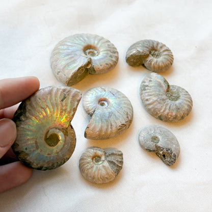 Whole polished silver ammonite shell crystal