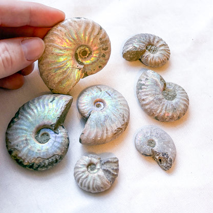 Whole polished silver ammonite shell crystal