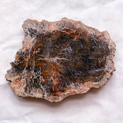 Fossilised wood slice / jurassic crystal / petrified wood slab 660g