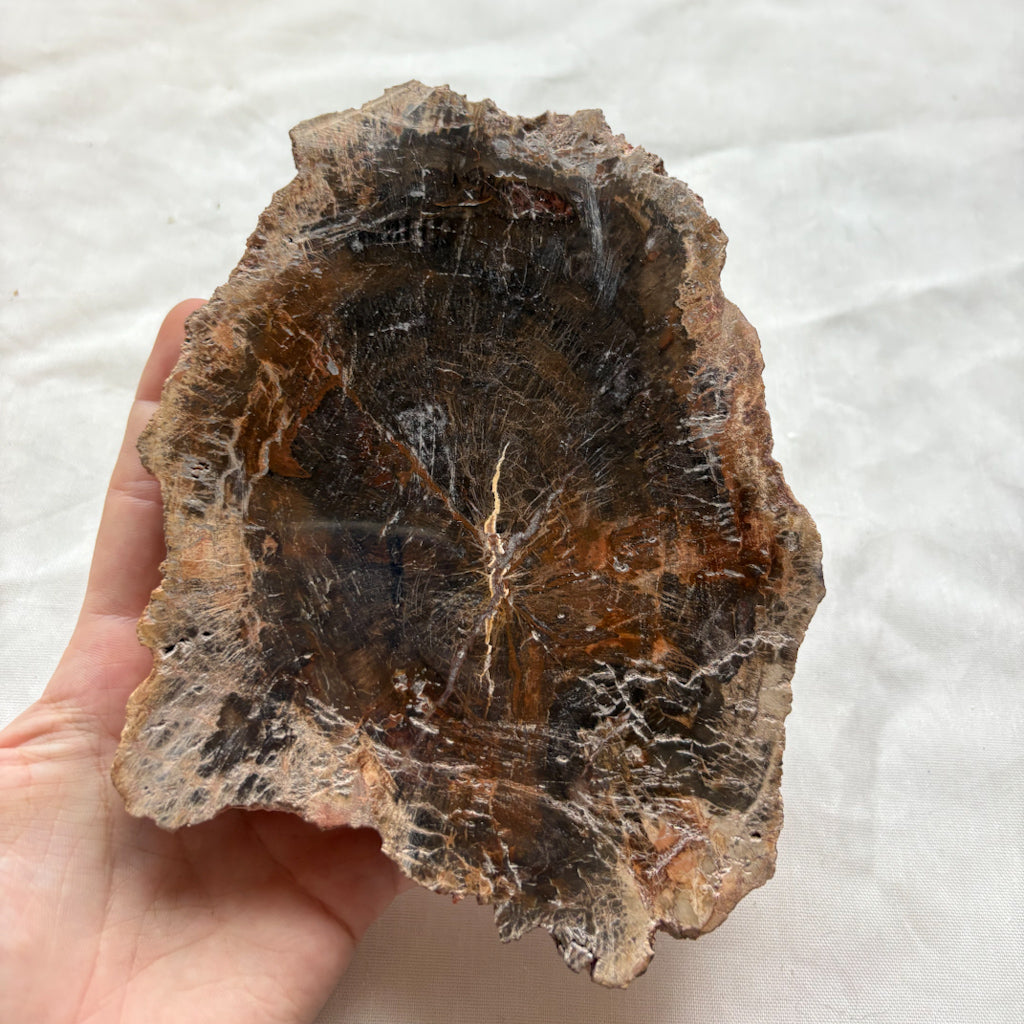 Fossilised wood slice / jurassic crystal / petrified wood slab 660g