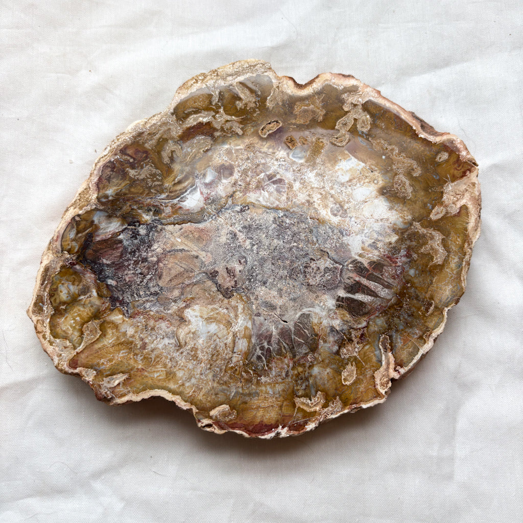 Fossilised wood slice / jurassic crystal / petrified wood slab 1.45kg