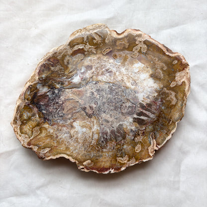 Fossilised wood slice / jurassic crystal / petrified wood slab 1.45kg
