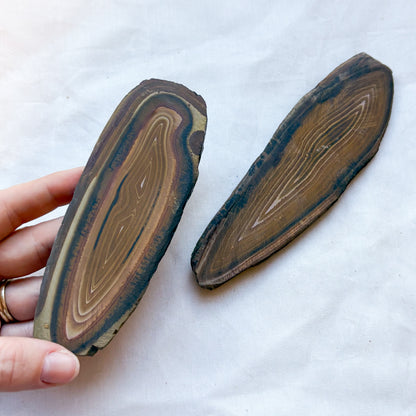 Stromatolite fossillized crystal slice