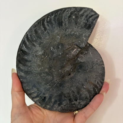 Black Ammonite shell crystal half