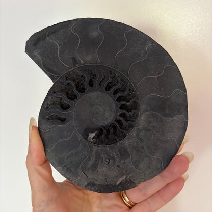 Black Ammonite shell crystal half