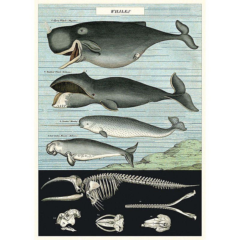 Captains whale chart poster print