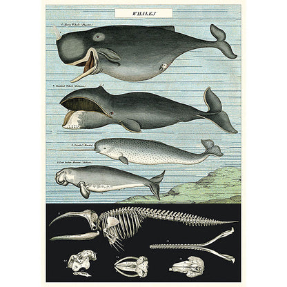 Captains whale chart poster print