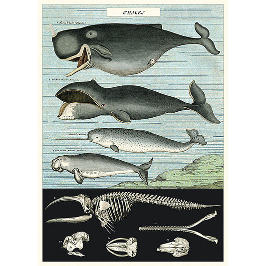 Captains whale chart poster print
