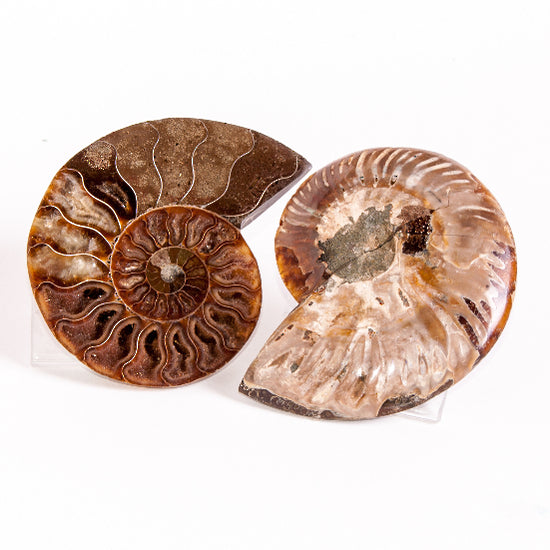 Ammonite shell crystal - pair L