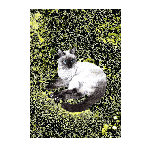 Ol blue eyes cat poster - Six Things - 1