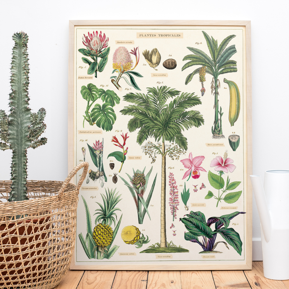 Tropical banana tree botanic poster chart print