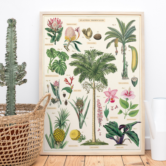 Tropical banana tree botanic poster chart print