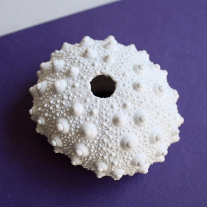 Coastal white coral decor