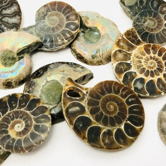Halved ammonite shell crystal