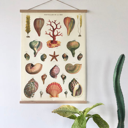 Sea shells coastal vintage chart poster print