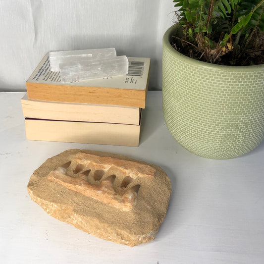 REAL Jurassic Park antique fossil Mosasaurus jaw / dinosaur teeth statue