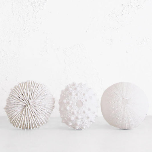 Coastal white coral decor
