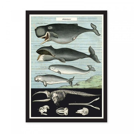 Captains whale chart poster print
